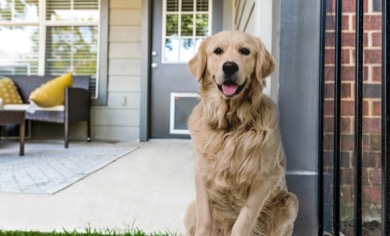 Dog Days: Multifamily Firm Creates Pet-Friendly Utopia